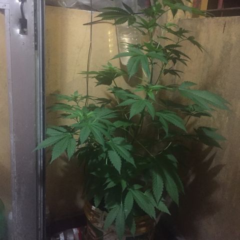 Whidak47[SXL141] growlog timeline photo