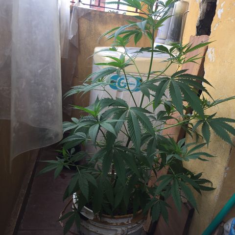 San Fernando vallaey og cush (SRB821) growlog timeline photo