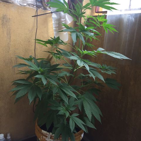 Whidak47[SXL141] growlog timeline photo