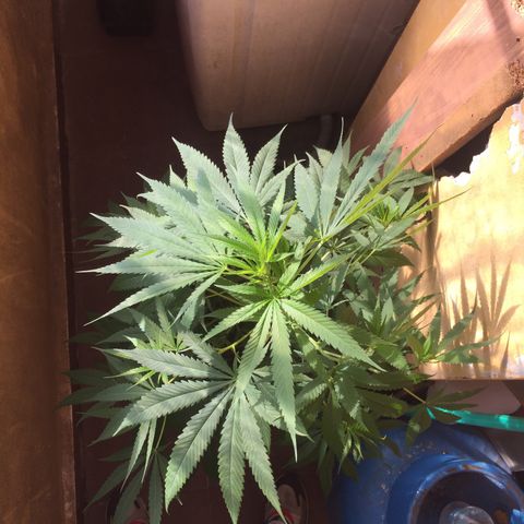 San Fernando vallaey og cush (SRB821) growlog timeline photo