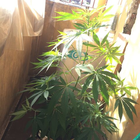 San Fernando vallaey og cush (SRB821) growlog timeline photo