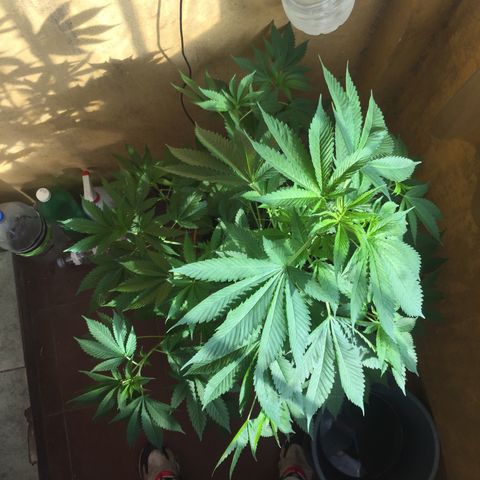 Whidak47[SXL141] growlog timeline photo