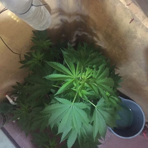 Whidak47[SXL141] growlog timeline photo