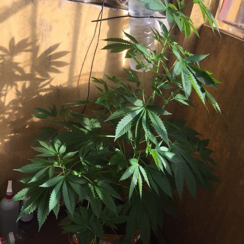 Whidak47[SXL141] growlog timeline photo