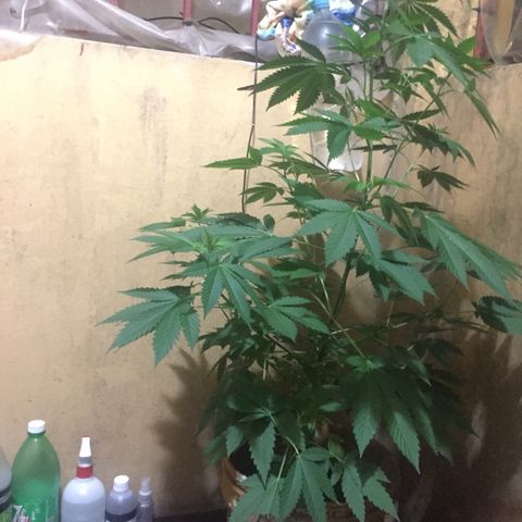 Whidak47[SXL141] growlog timeline photo