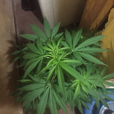 San Fernando vallaey og cush (SRB821) growlog timeline photo