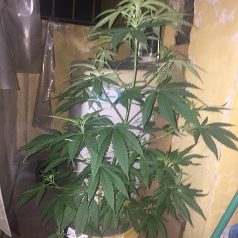 San Fernando vallaey og cush (SRB821) growlog timeline photo