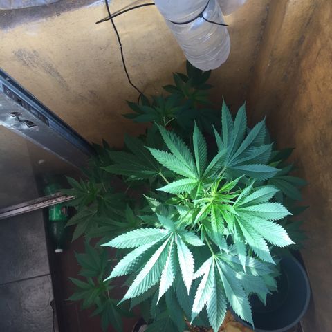Whidak47[SXL141] growlog timeline photo