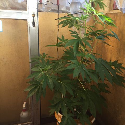 Whidak47[SXL141] growlog timeline photo