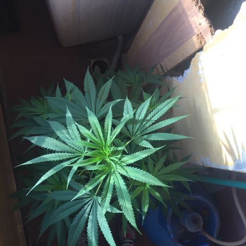 San Fernando vallaey og cush (SRB821) growlog timeline photo