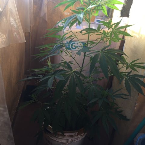 San Fernando vallaey og cush (SRB821) growlog timeline photo
