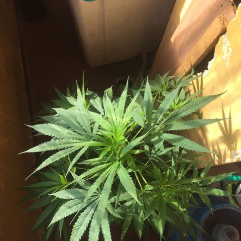 San Fernando vallaey og cush (SRB821) growlog timeline photo