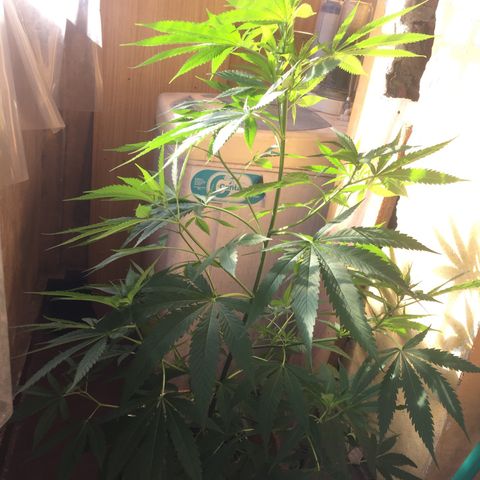 San Fernando vallaey og cush (SRB821) growlog timeline photo