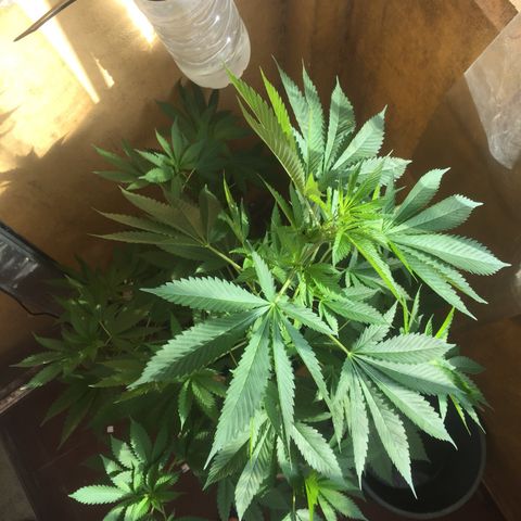 Whidak47[SXL141] growlog timeline photo