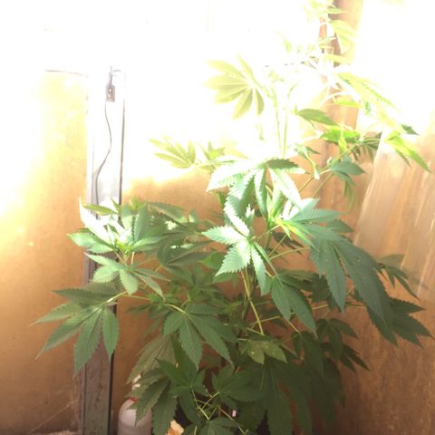 Whidak47[SXL141] growlog timeline photo