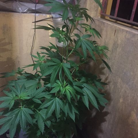 Whidak47[SXL141] growlog timeline photo