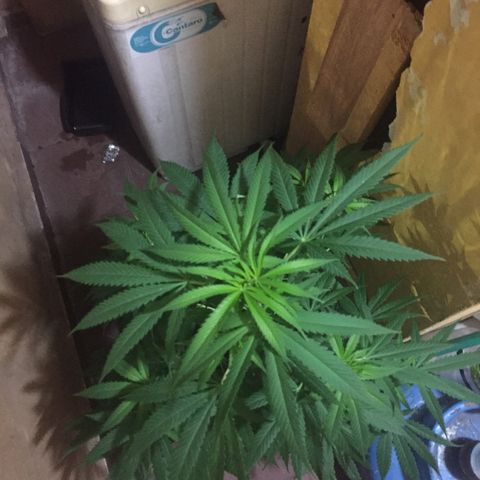 San Fernando vallaey og cush (SRB821) growlog timeline photo