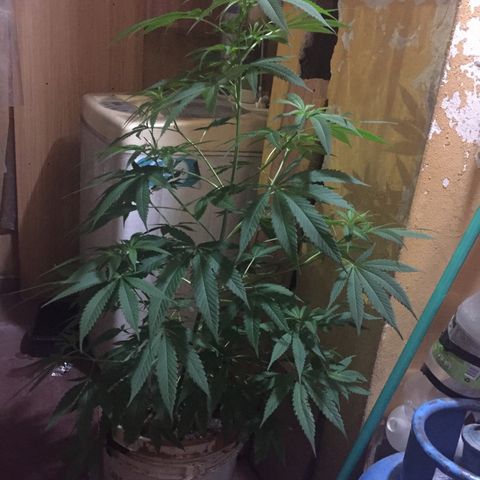 San Fernando vallaey og cush (SRB821) growlog timeline photo