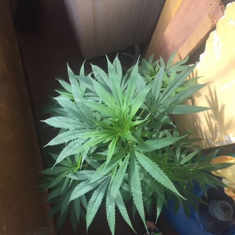 San Fernando vallaey og cush (SRB821) growlog timeline photo