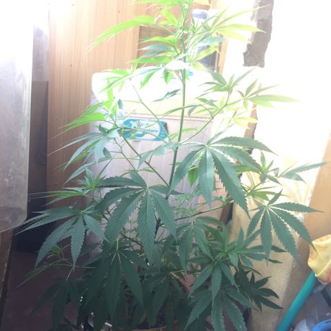 San Fernando vallaey og cush (SRB821) growlog timeline photo