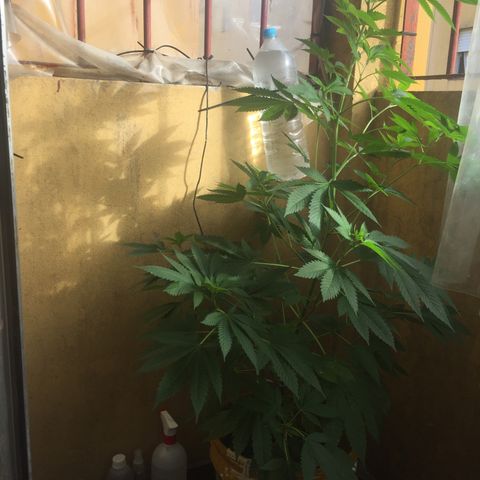 Whidak47[SXL141] growlog timeline photo