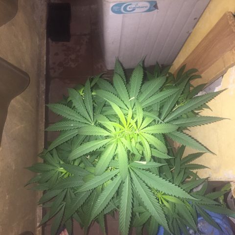San Fernando vallaey og cush (SRB821) growlog timeline photo