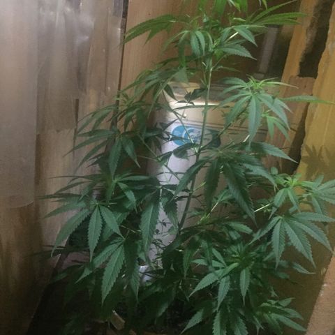 San Fernando vallaey og cush (SRB821) growlog timeline photo