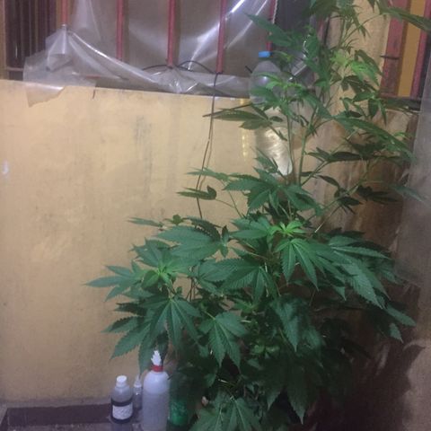 Whidak47[SXL141] growlog timeline photo