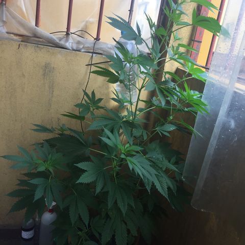 Whidak47[SXL141] growlog timeline photo
