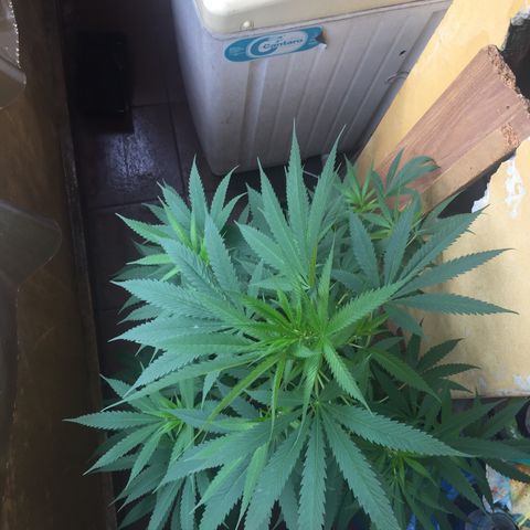 San Fernando vallaey og cush (SRB821) growlog timeline photo