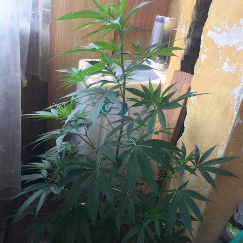 San Fernando vallaey og cush (SRB821) growlog timeline photo