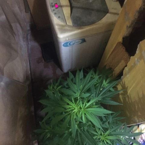 San Fernando vallaey og cush (SRB821) growlog timeline photo