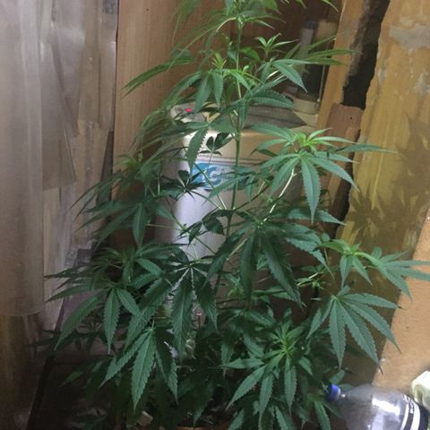 San Fernando vallaey og cush (SRB821) growlog timeline photo