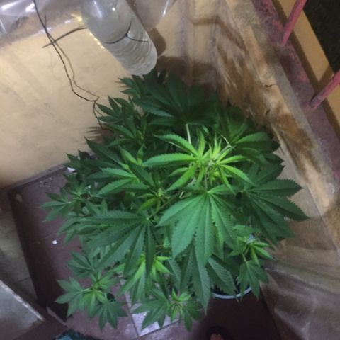 Whidak47[SXL141] growlog timeline photo