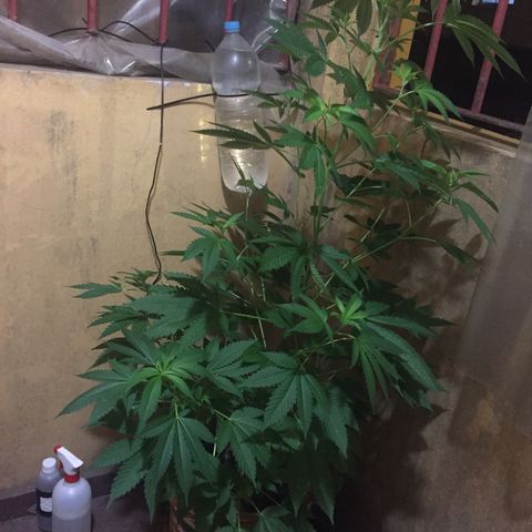 Whidak47[SXL141] growlog timeline photo