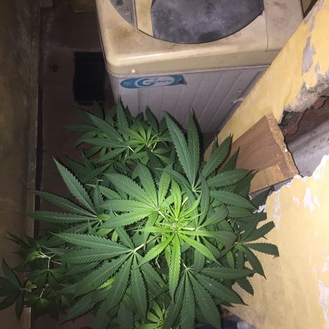 San Fernando vallaey og cush (SRB821) growlog timeline photo