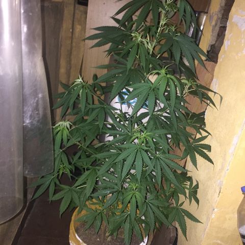San Fernando vallaey og cush (SRB821) growlog timeline photo