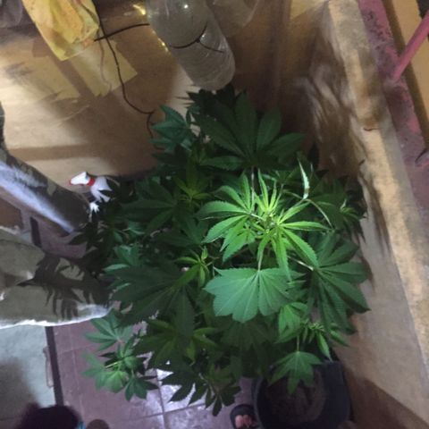 Whidak47[SXL141] growlog timeline photo