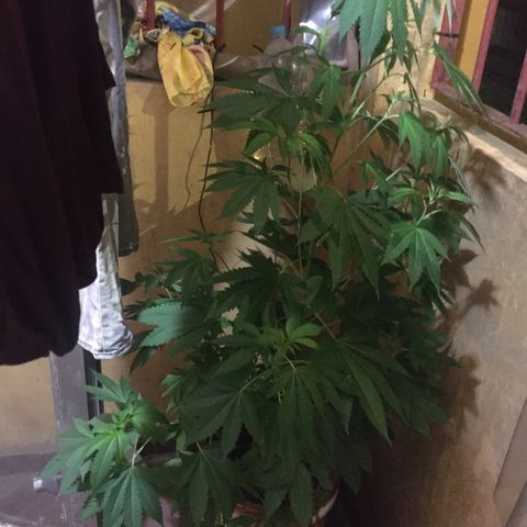 Whidak47[SXL141] growlog timeline photo