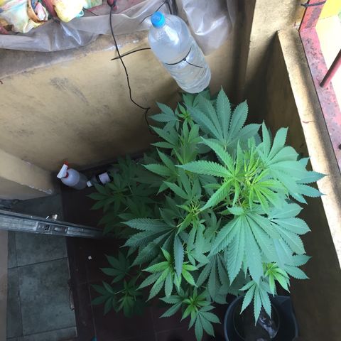 Whidak47[SXL141] growlog timeline photo