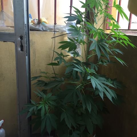 Whidak47[SXL141] growlog timeline photo