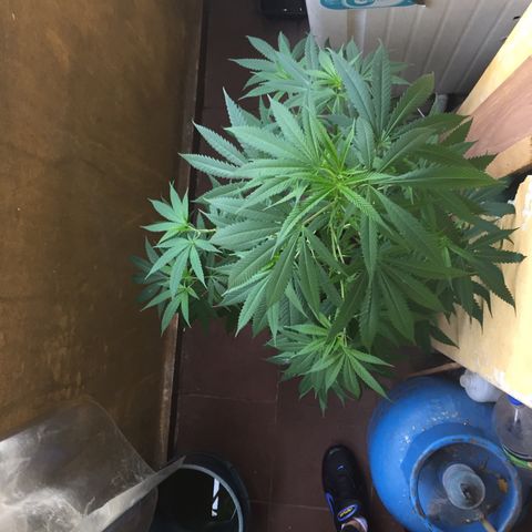 San Fernando vallaey og cush (SRB821) growlog timeline photo