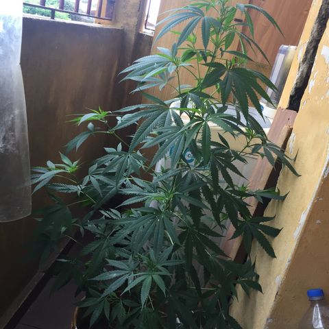 San Fernando vallaey og cush (SRB821) growlog timeline photo