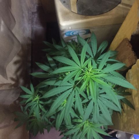 San Fernando vallaey og cush (SRB821) growlog timeline photo