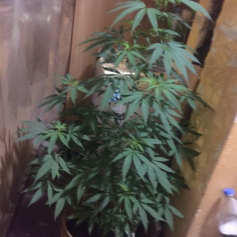 San Fernando vallaey og cush (SRB821) growlog timeline photo