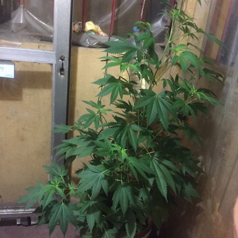 Whidak47[SXL141] growlog timeline photo