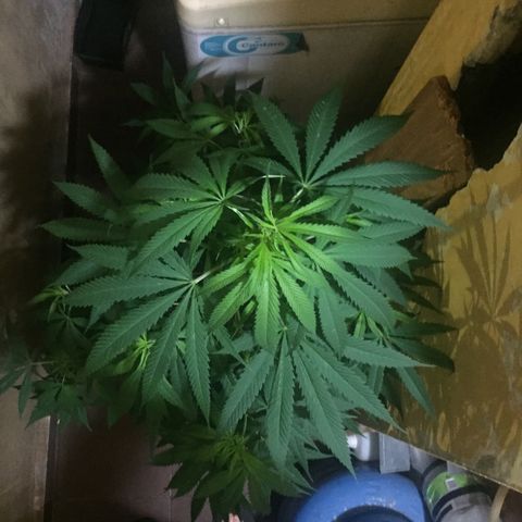 San Fernando vallaey og cush (SRB821) growlog timeline photo