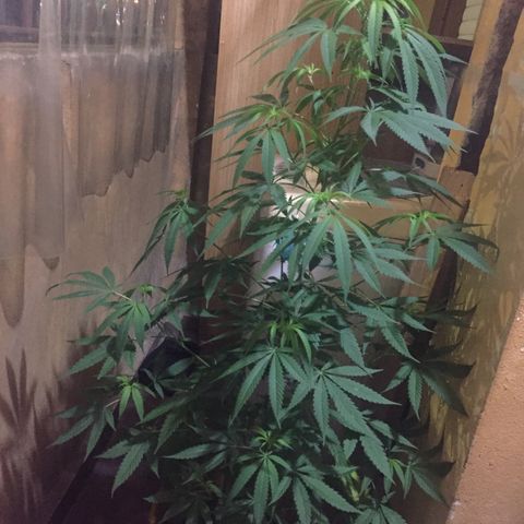 San Fernando vallaey og cush (SRB821) growlog timeline photo