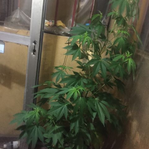 Whidak47[SXL141] growlog timeline photo