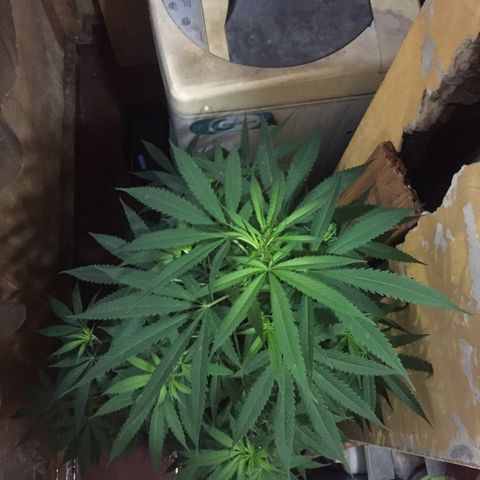 San Fernando vallaey og cush (SRB821) growlog timeline photo